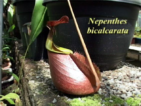 Nepenthes bicalcarata