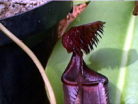 Nepenthes ephippiata