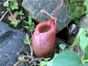 Nepenthes sibuyanensis