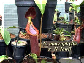 N. macrophylla x lowii (x Trusmadiensis)