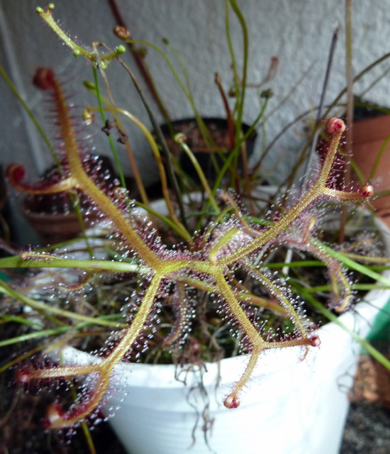 Drosera binata multifida