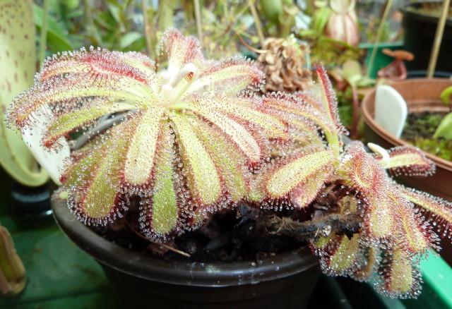 Drosera capensis x D. aliciae