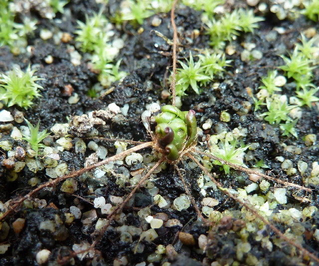 Drosera filiformis ssp Florida red