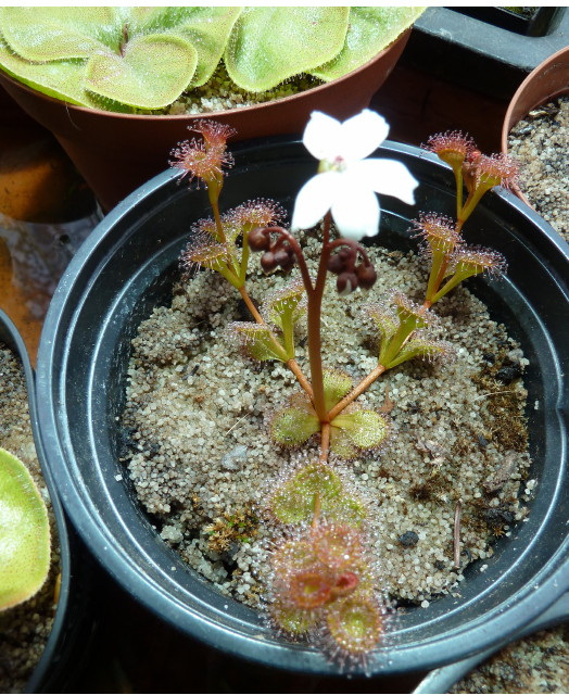 Drosera rupicola