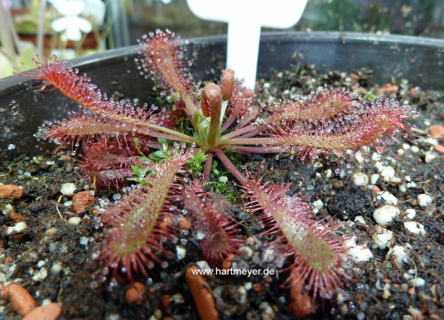 Drosera spec mantalingajanensis