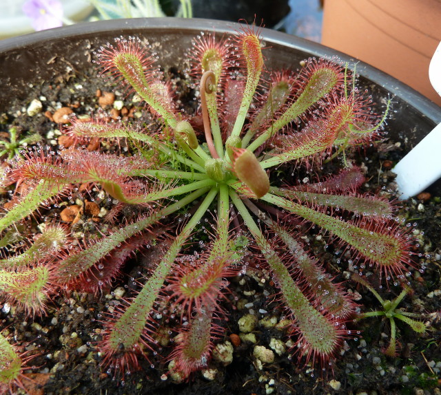 Drosera_ultramafica_290311_3web.jpg