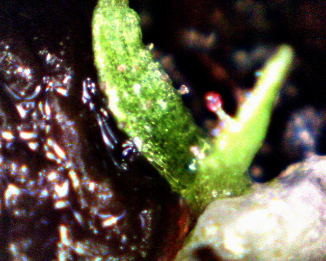 Drosera_ultramafica_Keim01web.jpg