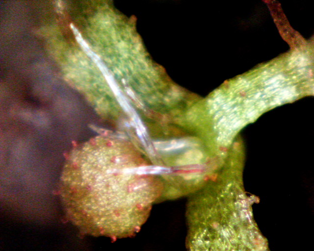 Drosera_ultramafica_Keim02web.jpg