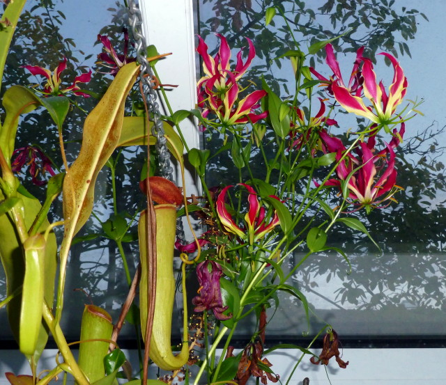 Gloriosa rothschildiana