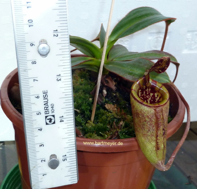 N_attenboroughii_large_pitcher_size.jpg