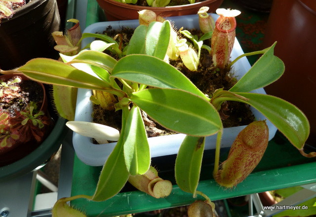 Nepenthes talangensis x truncata