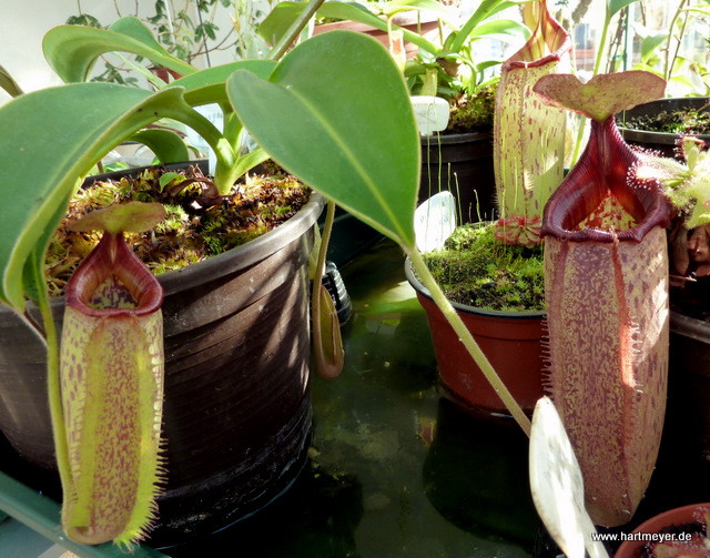 Nepenthes talangensis x truncata