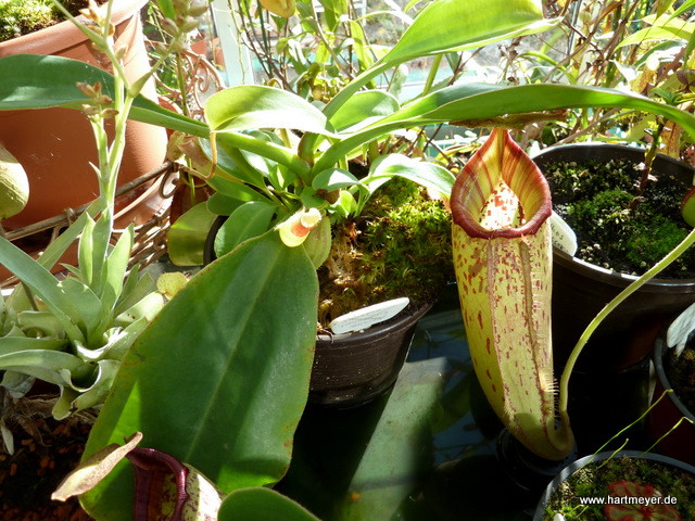 Nepenthes talangensis x truncata