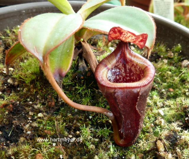 Nepenthes_attenboroughii_2011-1web.jpg