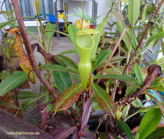 Nepenthes_pervillei_280311_1web.jpg