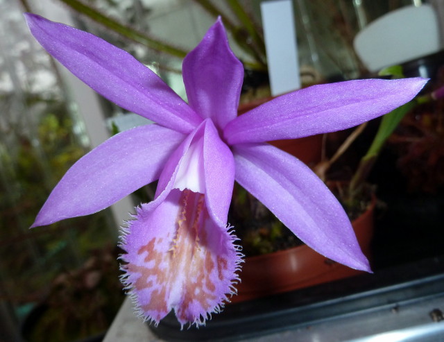 Pleione formosana