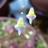 Utricularia bisquamata