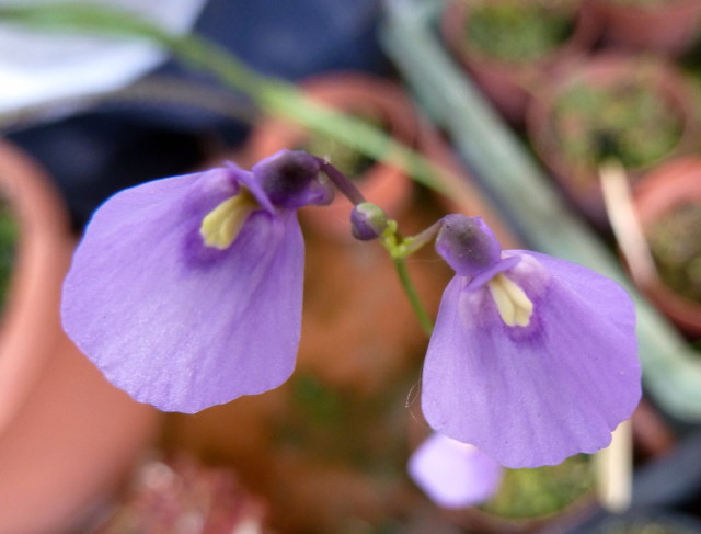 Utricularia dichotoma