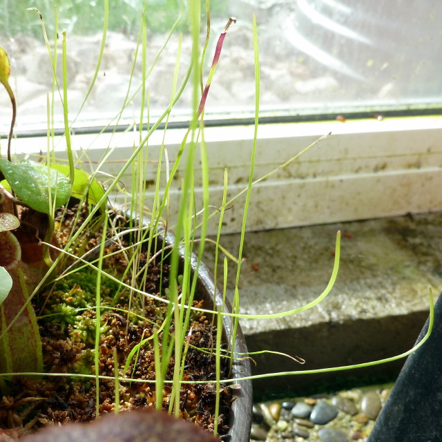 Utricularia praelonga