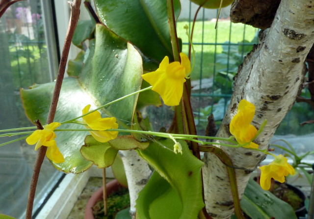 Utricularia praelonga