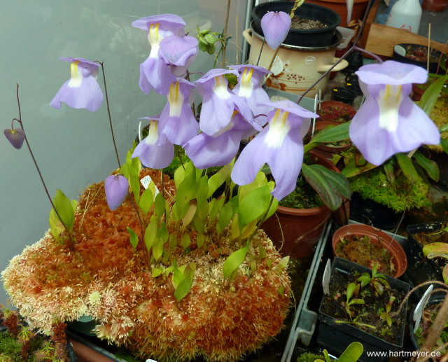 Utricularia 'Nüdlinger Flair'