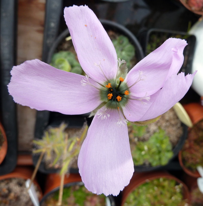 Drosera cistiflora Blüte