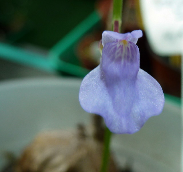 Utricularia bisquamata