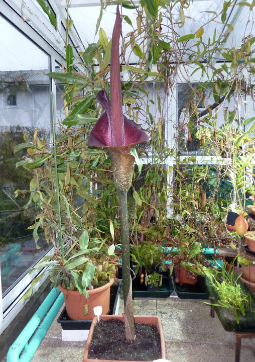 Amorphophallus conjac