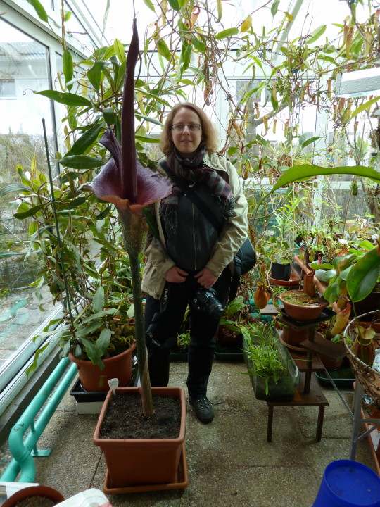 Amorphophallus konjak mit A. Günzschel