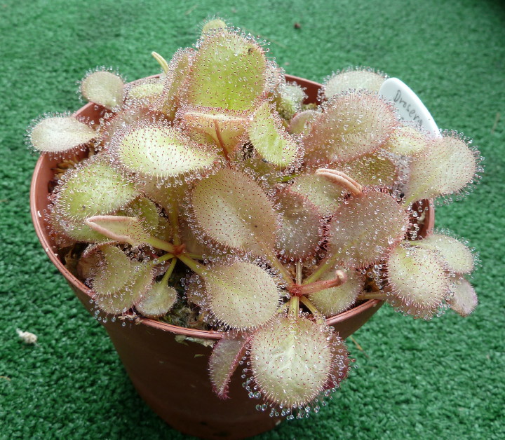 Drosera x andromeda (Prolifera-Typ)