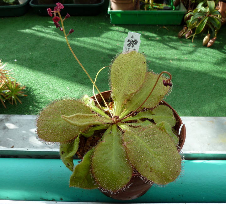 Drosera x andromeda (Schizandra-Typ)