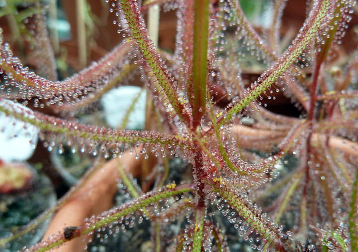 Drosera hartmeyerorum 2014