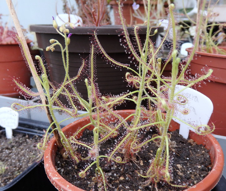 Drosera indica