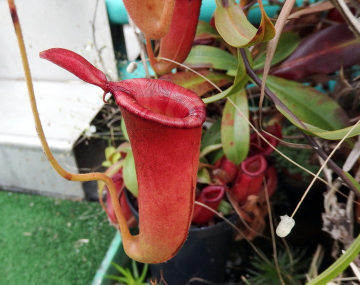Nepenthes 'Bloody Mary'