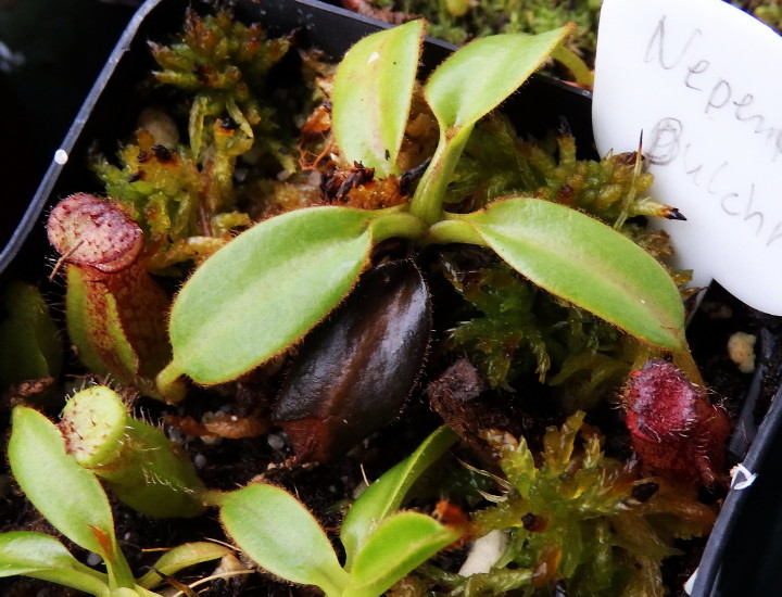 Nepenthes pulchra