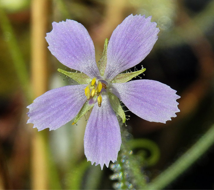 Byblis filifolia x liniflora