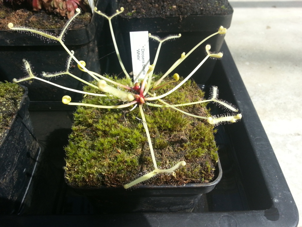 Drosera binata 'Ghost'