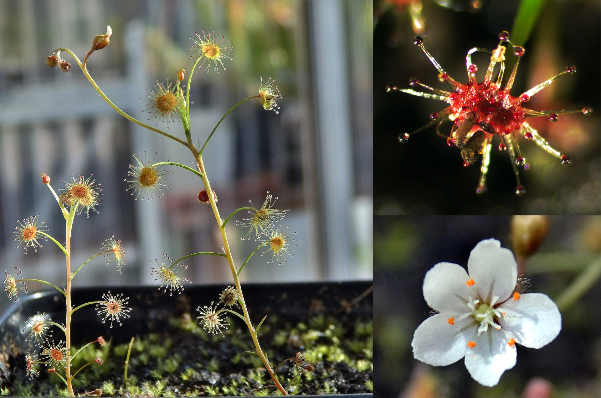 Drosera banksii