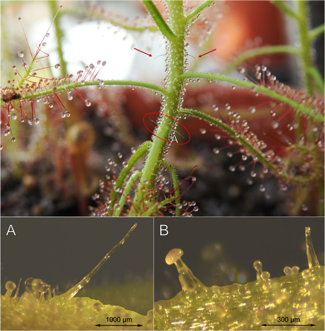 Drosera indica emergences