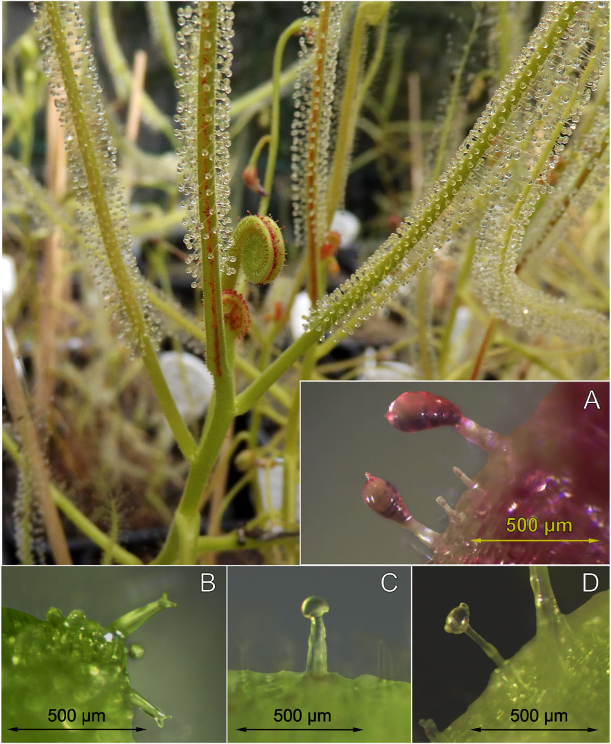 Drosera cucullata