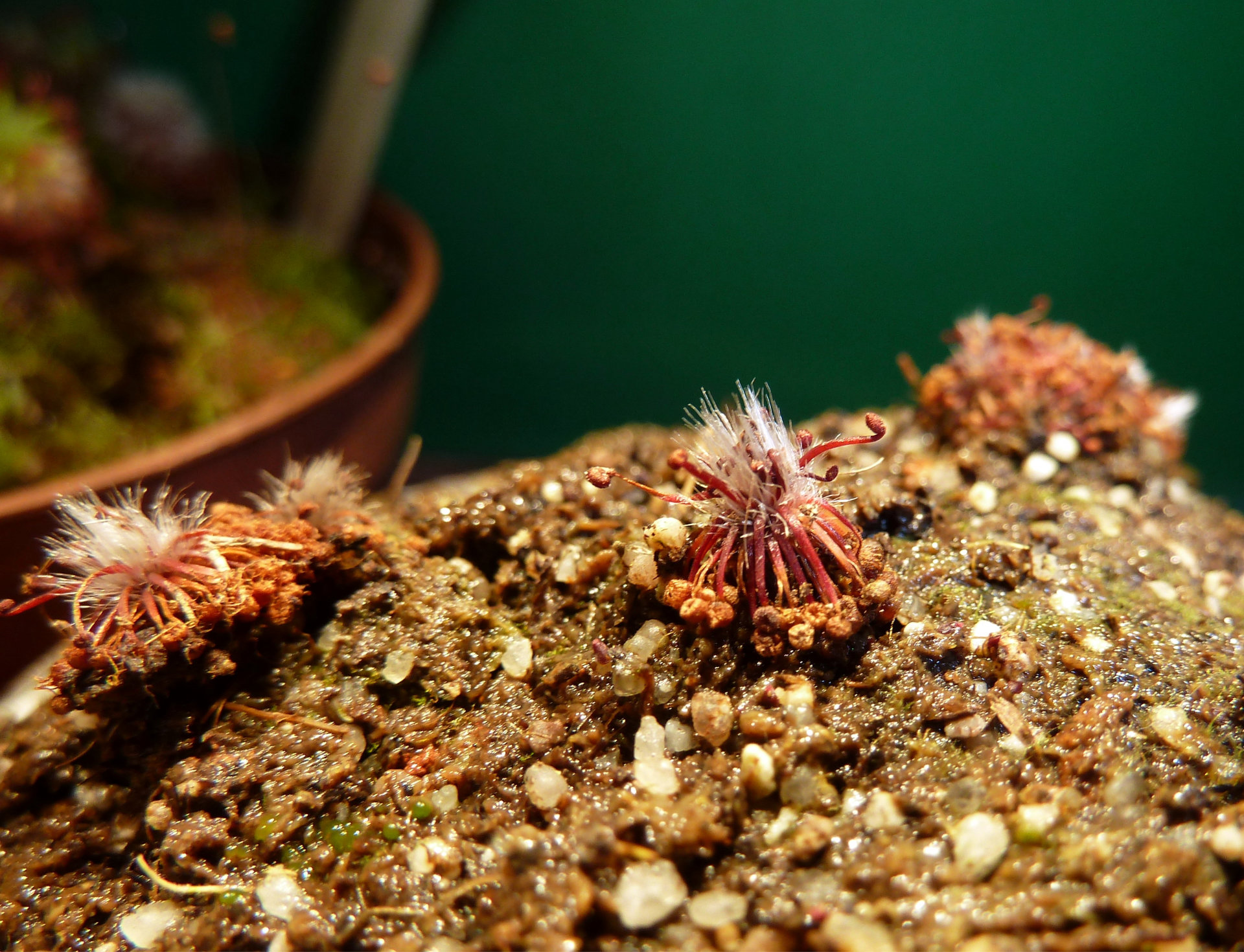 Drosera microscapa