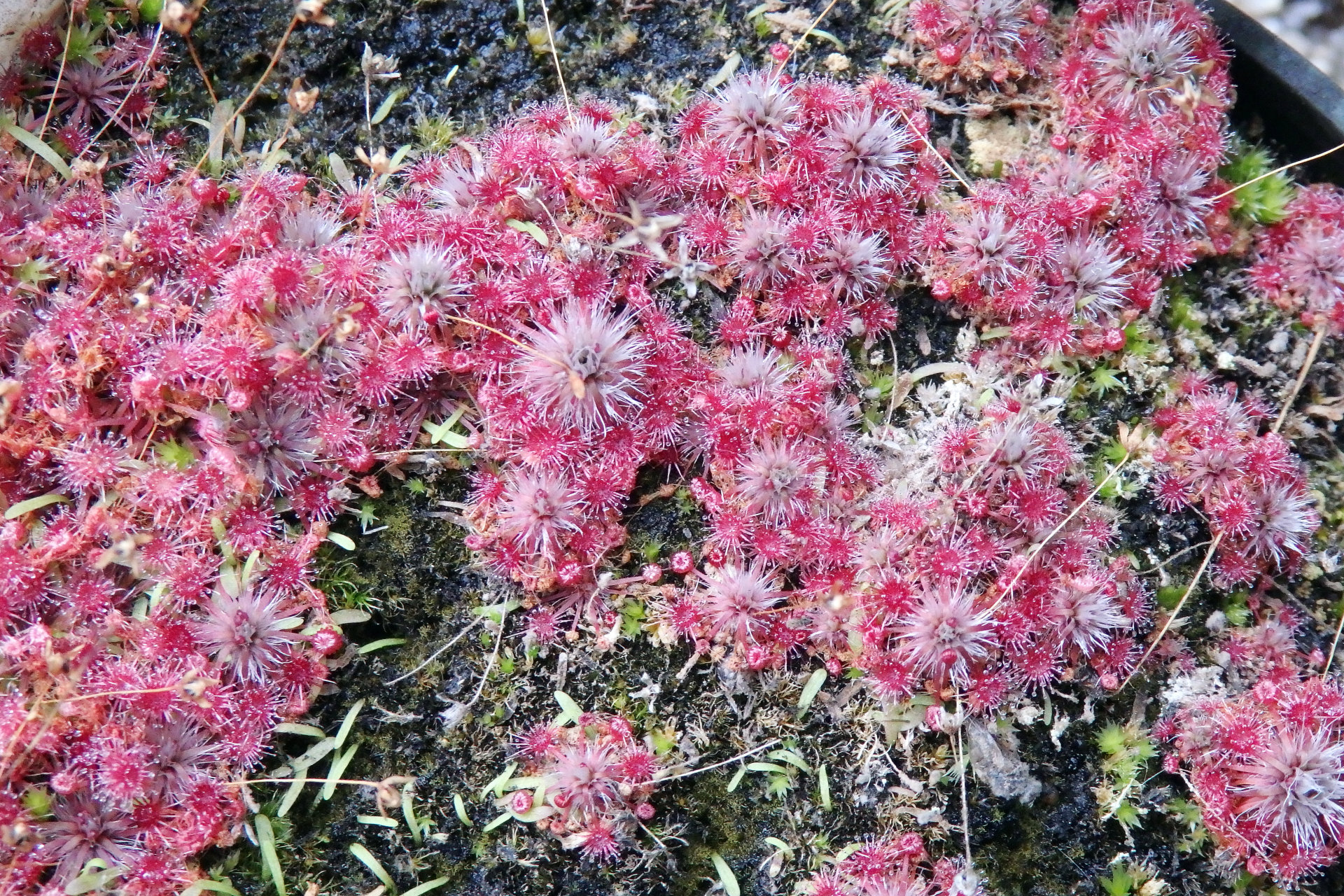 Drosera pygmaea