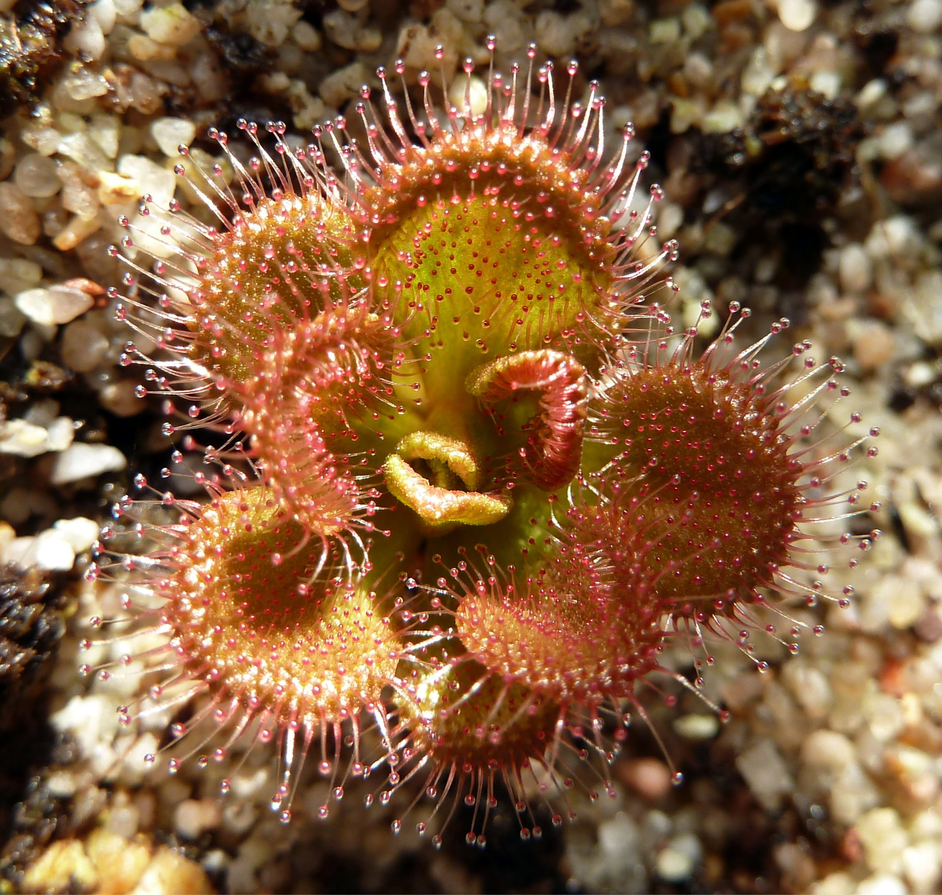 Drosera aberrans "Maldon"