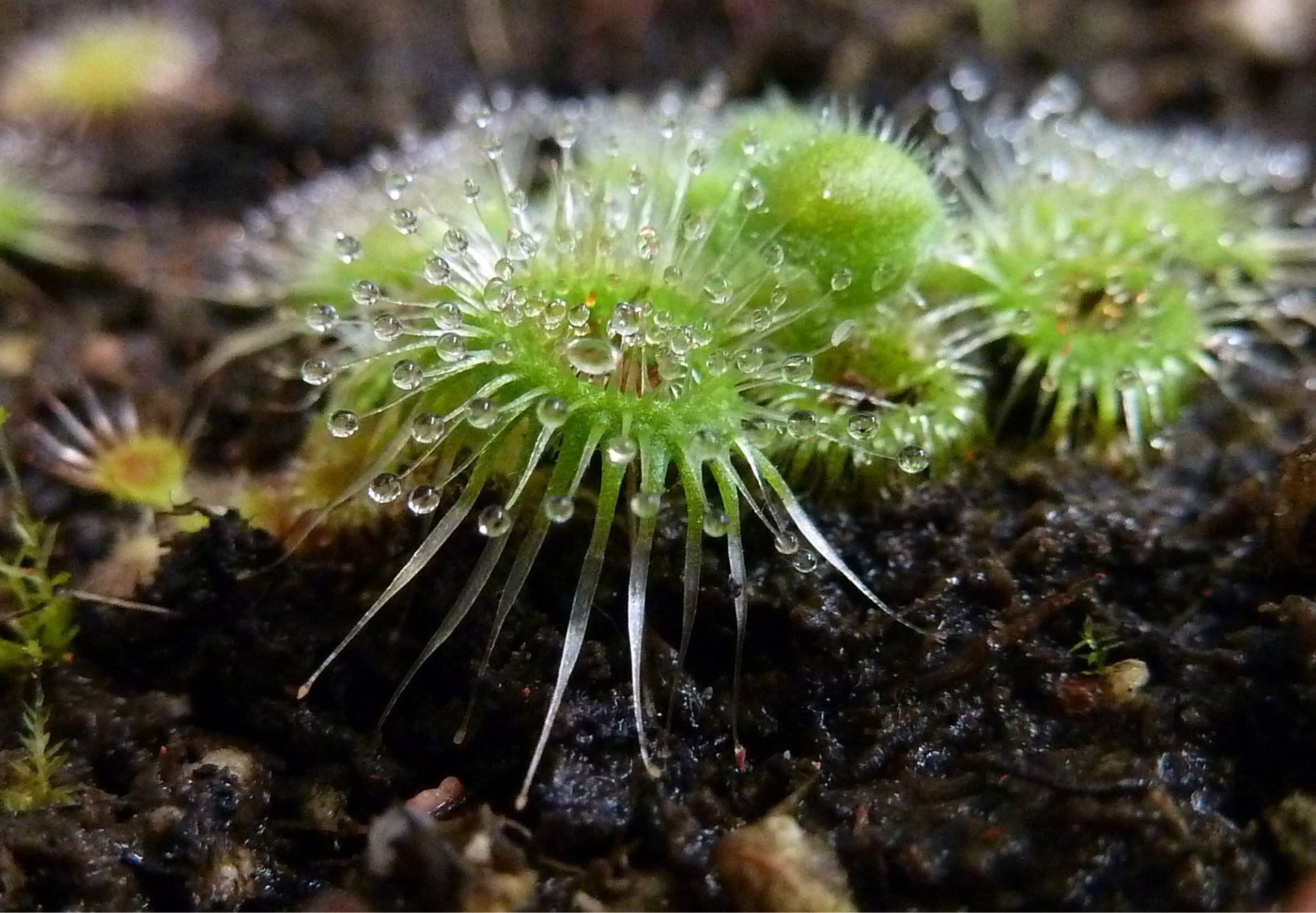 Drosera glanduligera