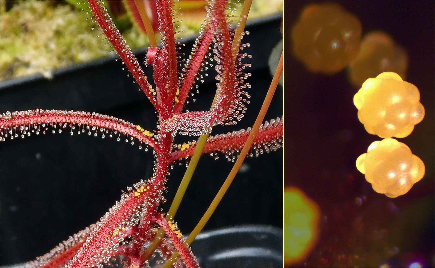 Drosera hartmeyerorum