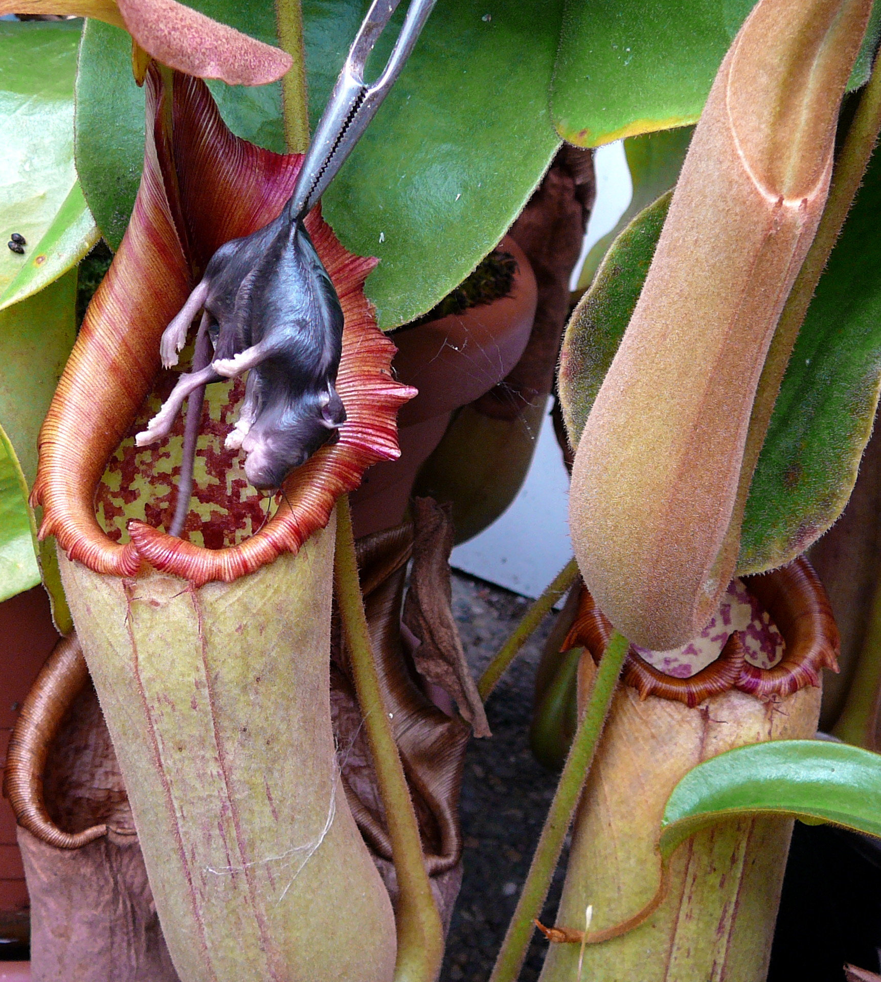 Maus in Truncata