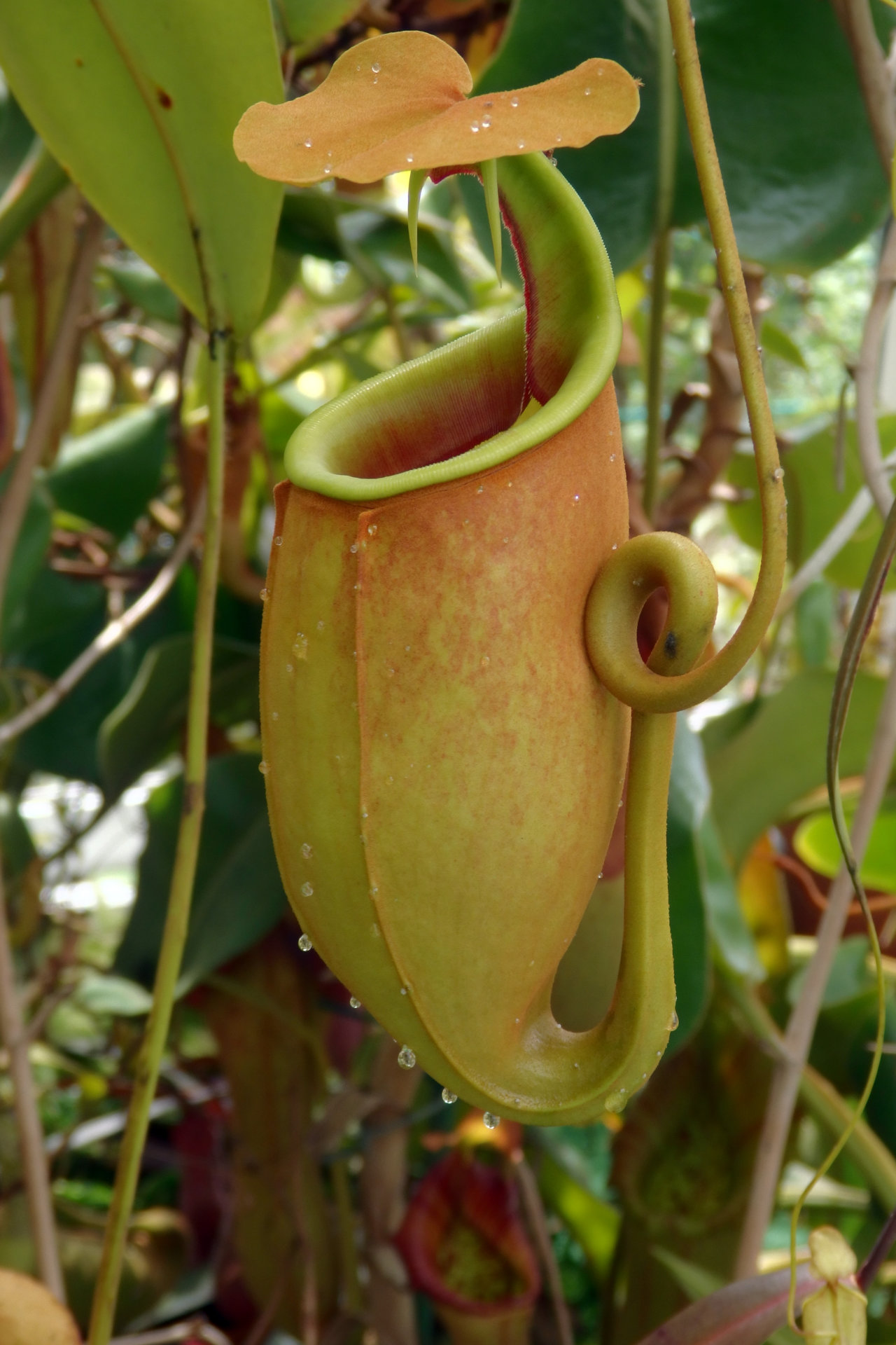 nepenthes bicalcarata