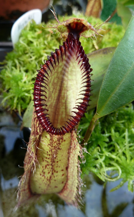 Nepenthes hamata