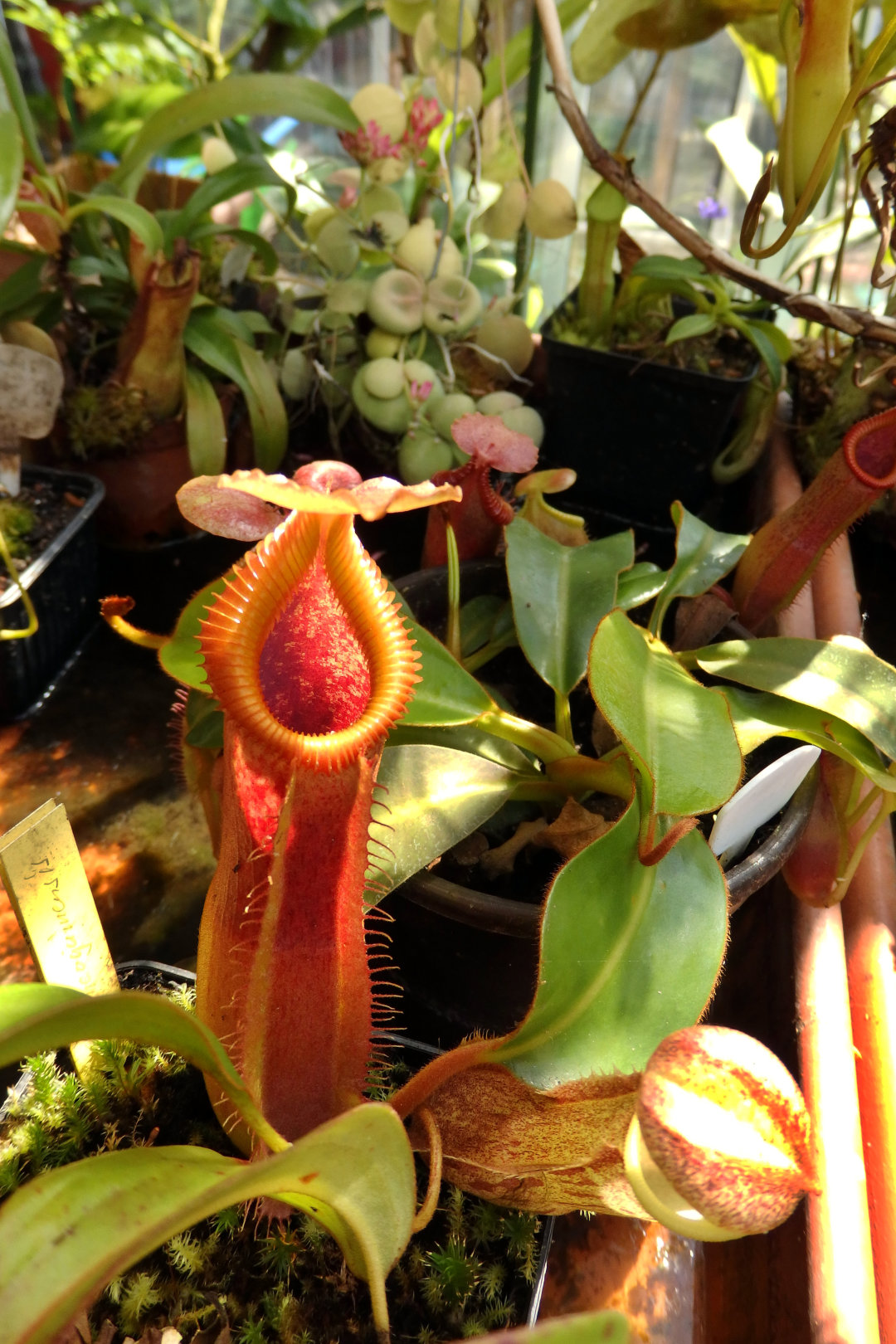 Nepenthes veitchii x edwardsiana