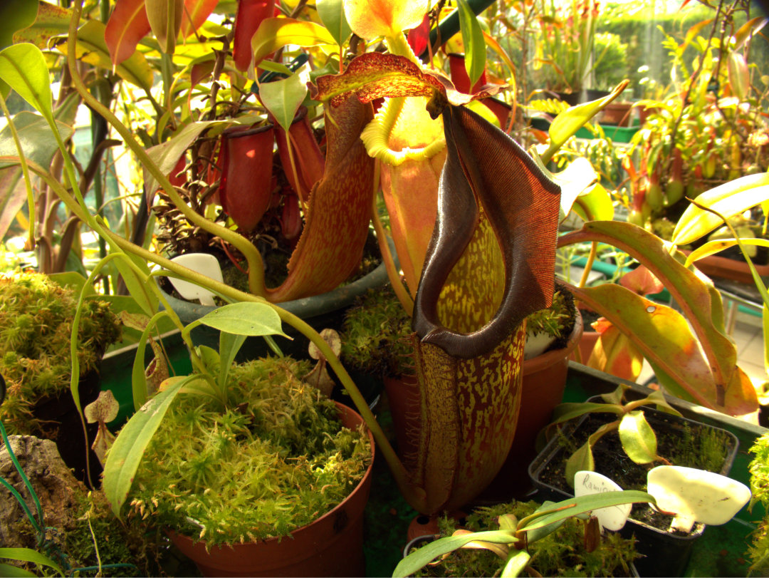 Nepenthes eymae